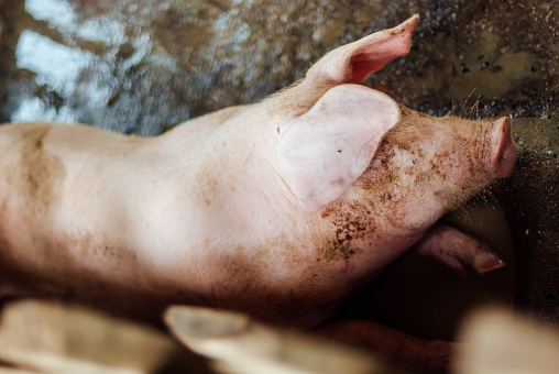 Photo of an unrecognizable farmer pouring a white liquid to a trough in a pig stall to feed three hungry pigs.