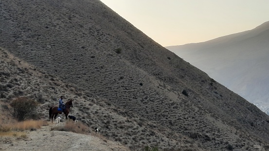 A man on Horse with dogs in mountain in Mazandaran province, Iran near Damavand mountain