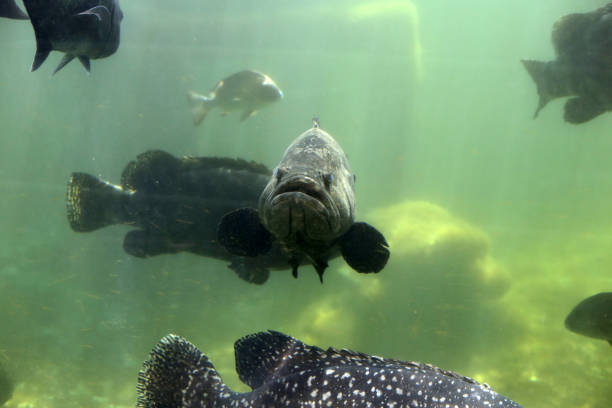 water background, well lit, no people, side view of head, eye looking at camera