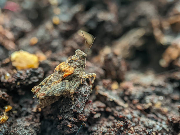Grasshoppers camouflage like dry leaves.