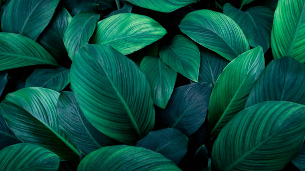 istock Close up tropical Green leaves texture and abstract background., Nature concept. 1991959063