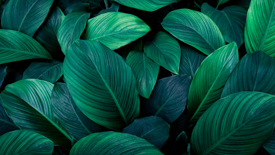 Close up tropical Green leaves texture and abstract background., Nature concept.