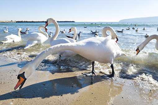 Swans and seagulls bird on seashore