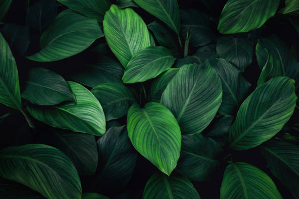 istock Close up tropical Green leaves texture and abstract background., Nature concept. 1991963250