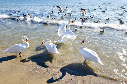 Swans and seagulls bird on seashore