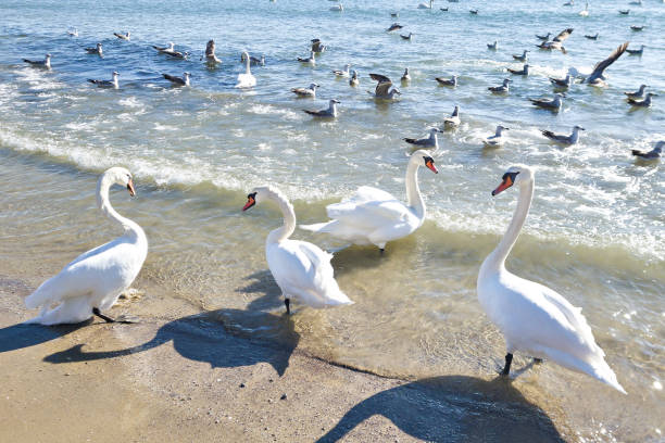 Swans and seagulls bird on seashore
