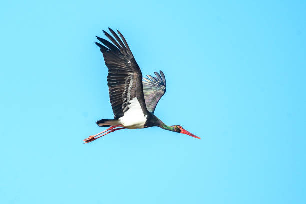 istock Black stork soaring gracefully with wings outstretched against a vivid blue sky 1991965913