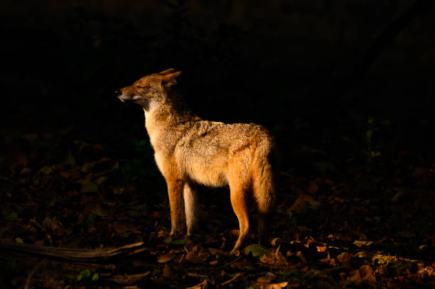 istock Coyote standing in a dark forest at night 1991966434