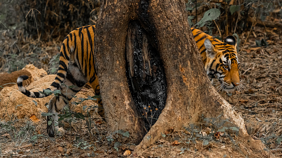 Tiger peeks curiously into tree trunk hole at the zoo
