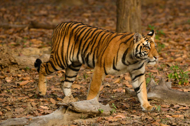 istock a tiger walking through the forest surrounded by leaves and fallen branches 1991966442