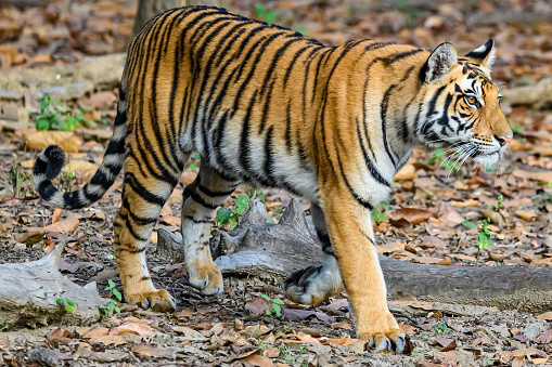 Tiger perched on log, making direct eye contact in woodland setting