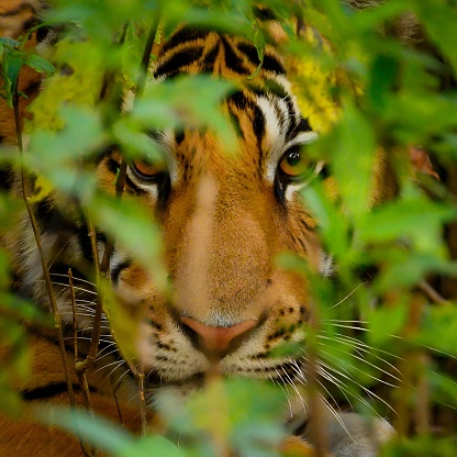 Tiger peering through forest foliage while resting on grassy floor