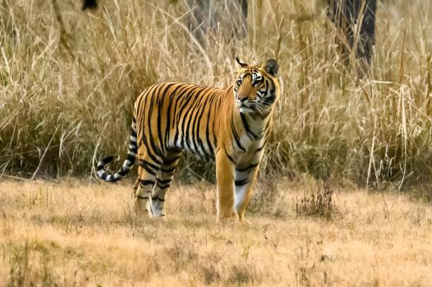 istock a tiger is standing on the dry grass field near some trees 1991966979