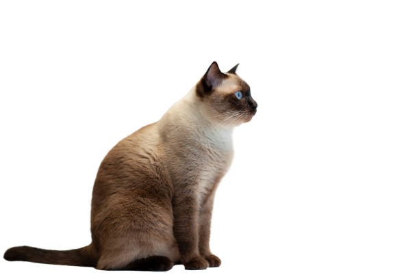 istock siamese cat sitting isolated on a white background with blue eyes, looking cute and beautiful.isolated 1991968028