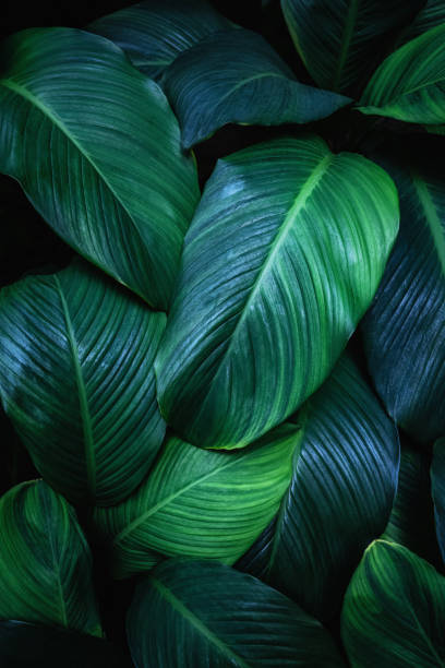 istock Close up tropical Green leaves texture and abstract background., Nature concept. 1991974909