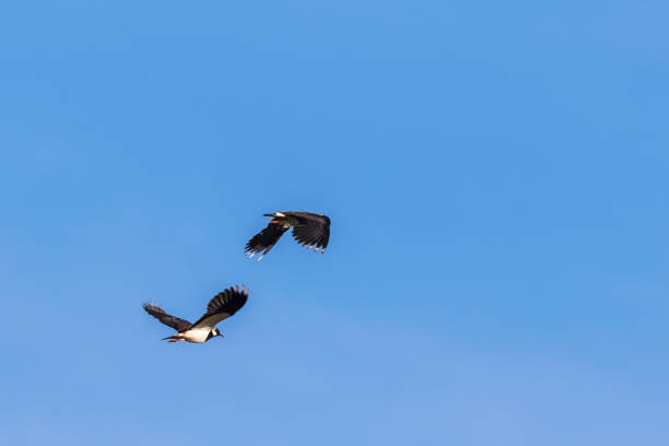 Flock of Blacksmith lapwing resting on the edge of a pan in a natural reserve