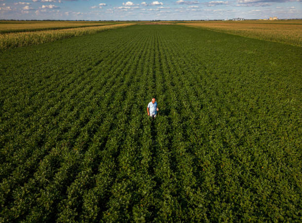 Aerial view of senior farmer in green soybean field examining crop. stock photo