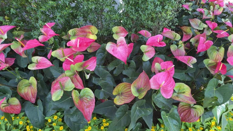 Anthurium flower