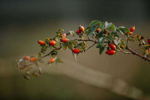 A branch with ripe rosehip berries, close-up.