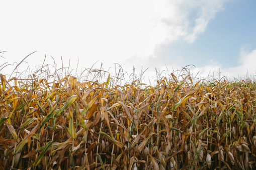 Field of yellow, ripe corn close-up.