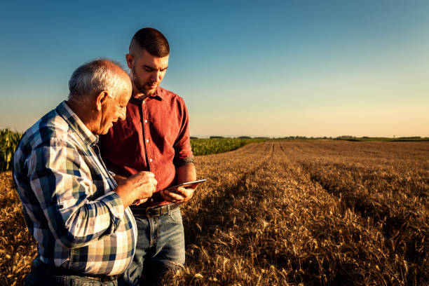 istock Two farmers standing in a field examining wheat crop at sunset and using tablet. 1991987621