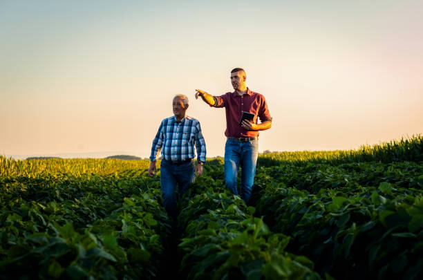 istock Two farmers walking in a field examining soy crop. 1991988148