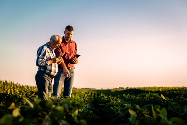istock Two farmers in a field examining soy crop while using tablet at sunset. 1991988150
