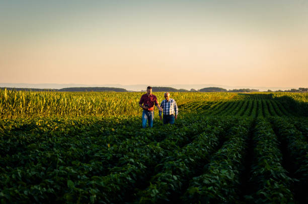 istock Two farmers walking in a field examining soy crop. 1991988663