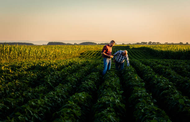 istock Two farmers walking in a field examining soy crop. 1991988664