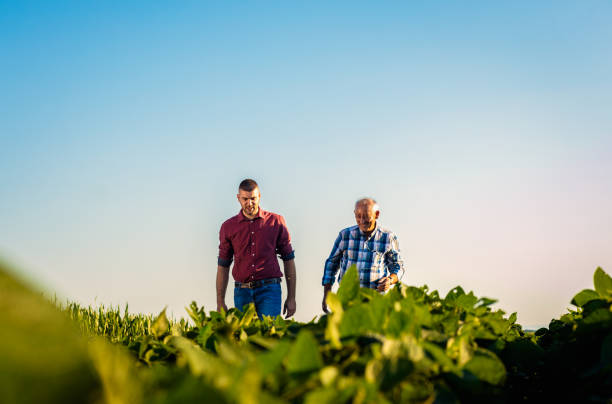 istock Two farmers walking in a field examining soy crop. 1991988688