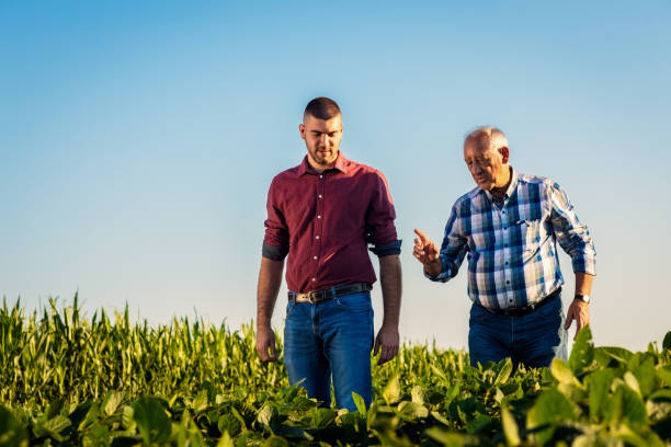 istock Two farmers walking in a field examining soy crop. 1991988694