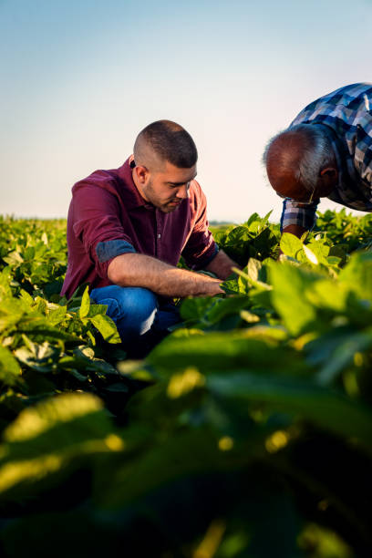 istock Two farmers standing in a field examining soy crop. 1991988695