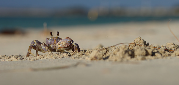 A ghost crab dig a burrow / hole, while action photos are taken at a high frame rate