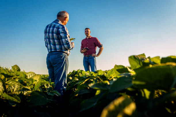istock Two farmers talking in a field examining soy crop. 1991989211