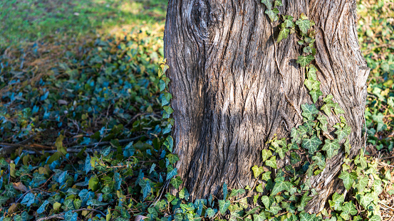 A closeup of ivy leaves on a tree trunk