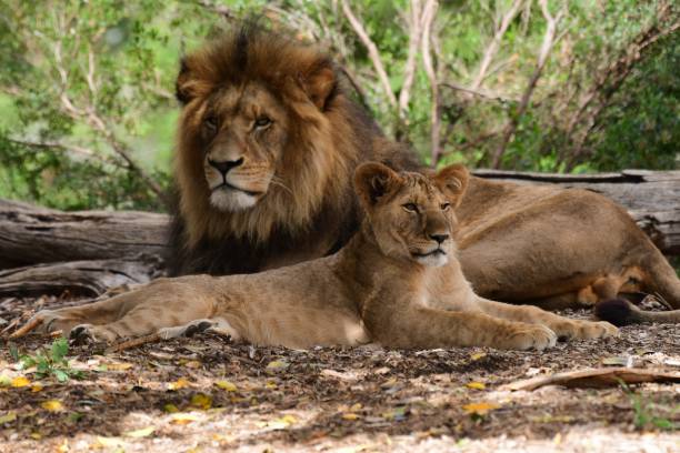 istock Male lion with cub 1992012276