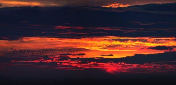 Colorful dark sunset with orange sky and birds flying, panoramic view, beautiful nature landscape