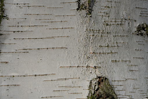 Background - a birch bark, close-up of birch bark exposing its natural patterns and colors, horizontal shot, take 2