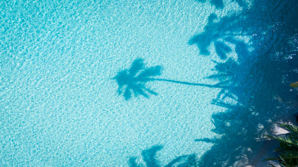 istock Summer palm tree  and Tropical beach with  Aqua waves and coconut palm shadow on blue background. 1992035515