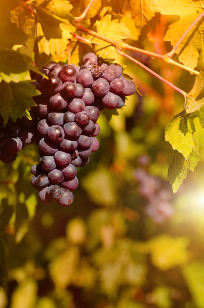 istock Blue grape cluster on vine closeup photo 1992042438