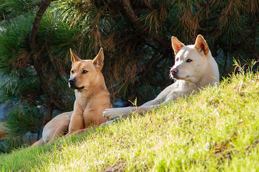 Two puppies lying on the grass enjoying the sun， Pet lover concept