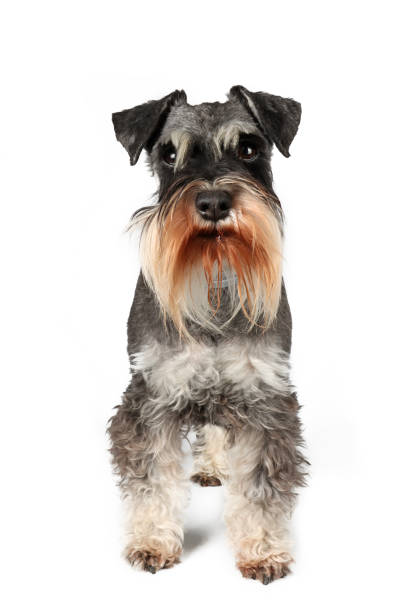 istock standing miniature dog isolated on white 1992042957