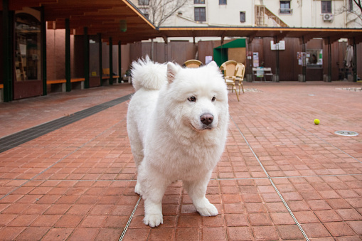White Samoyed dog on the street， Pet lover concept