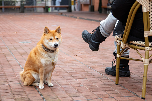 Shiba Inu sitting next to owner at outdoor cafe，Pet lover concept
