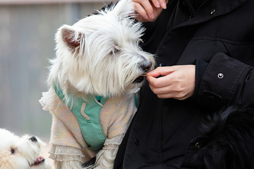 West Highland White Terrier and her owner