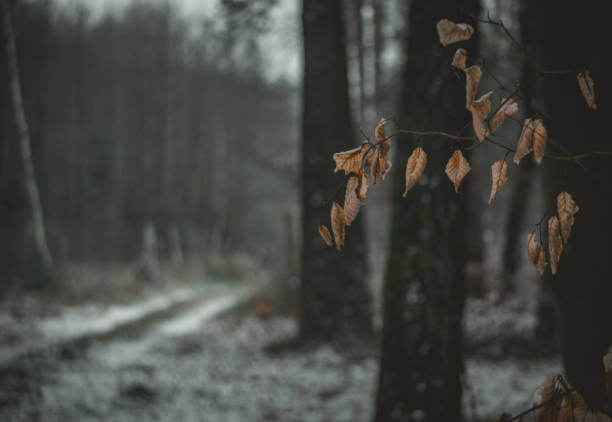 Winter morning