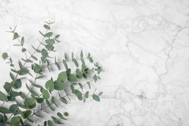 istock Eucalyptus leaves. Aromatherapy. Fresh eucalyptus close-up, on background. Fragrant essential oil. View from above. Copy space. Natural cosmetics and skin care concept. 1992055107