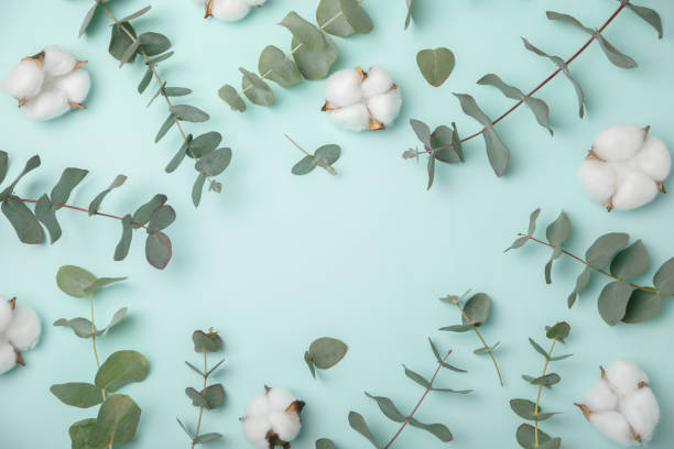 istock Eucalyptus leaves. Aromatherapy. Fresh eucalyptus close-up, on background. Fragrant essential oil. View from above. Copy space. Natural cosmetics and skin care concept. 1992055111