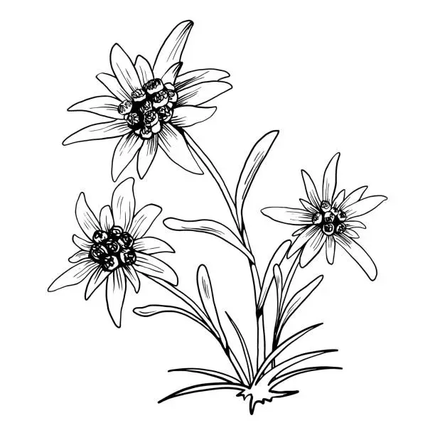 Vector illustration of Black and white outline vector drawing of edelweiss flower isolated