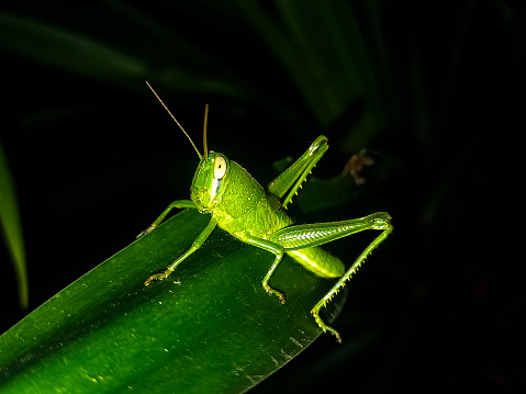 A grasshopper at night that can make sounds.